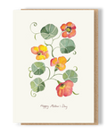 Mother's Day Nasturtiums